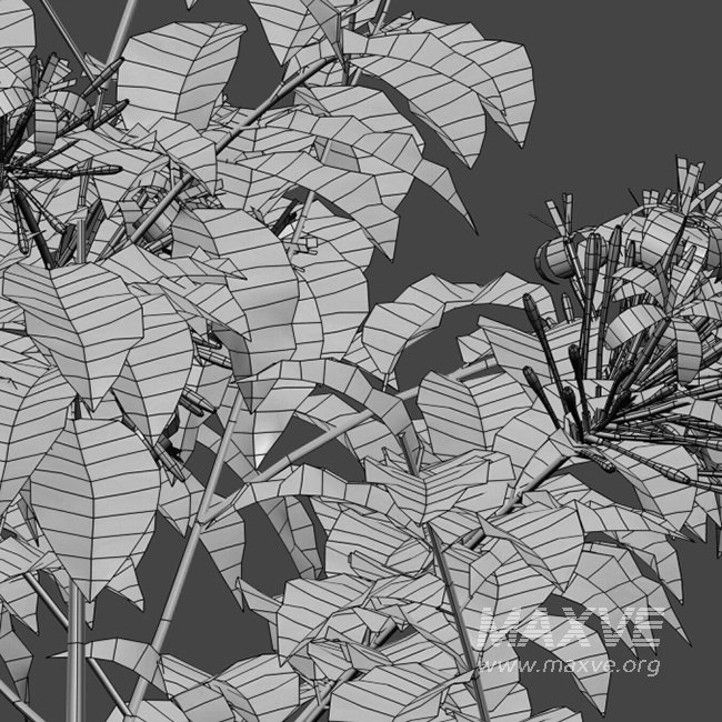 Clerodendrum Quadriloculare – Starburst Bush – 02 - Image 4