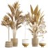 AV Premium Indoor Plants Set 212 Mission Olive ParadiseBird Yucca Areca - Thumbnail 7