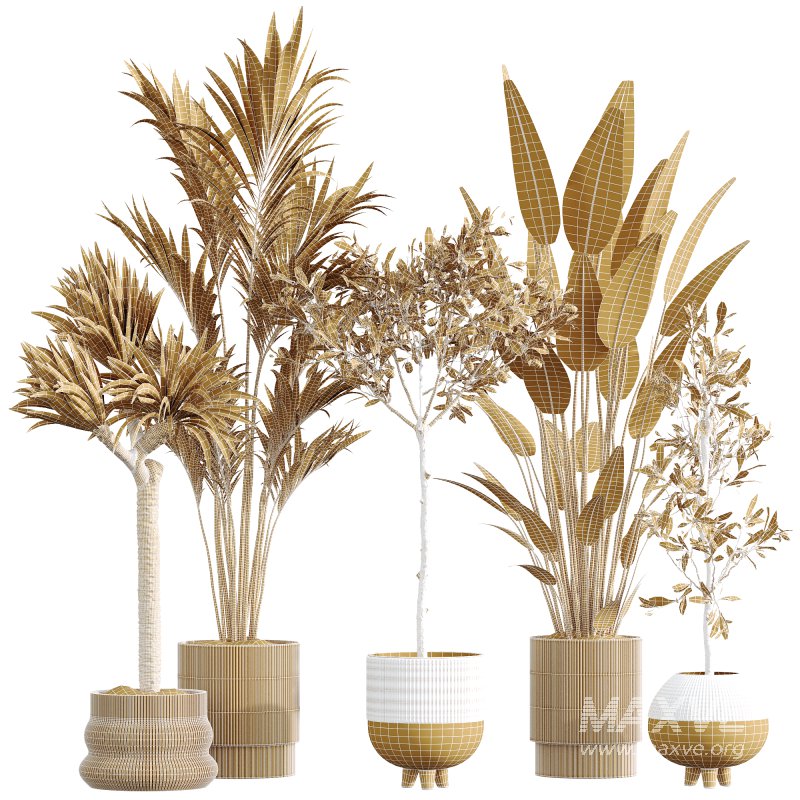 AV Premium Indoor Plants Set 212 Mission Olive ParadiseBird Yucca Areca - Image 7