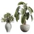 AV Indoor Plants Set 228 Mission Olive and Branche Decorative and Alocasia Elephant and Fruit Orange Tree - Thumbnail 2