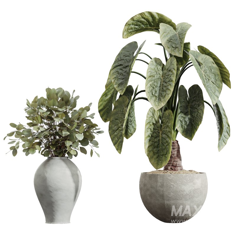 AV Indoor Plants Set 228 Mission Olive and Branche Decorative and Alocasia Elephant and Fruit Orange Tree - Image 2