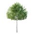 Betula Pendula Tree 05 - Thumbnail 4