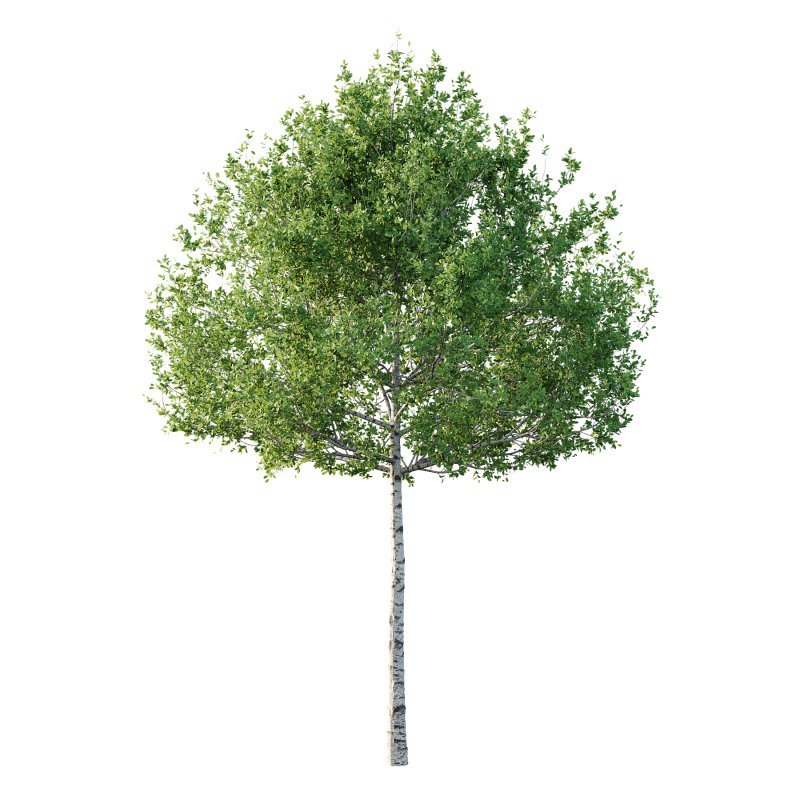 Betula Pendula Tree 05 - Image 4