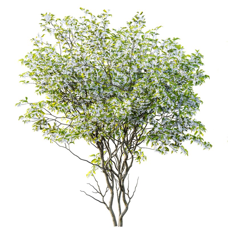 ntal presence. - Image 2