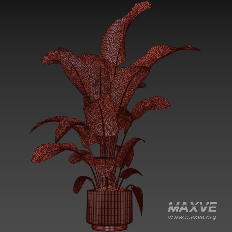 indoor plant 07 - Image 4