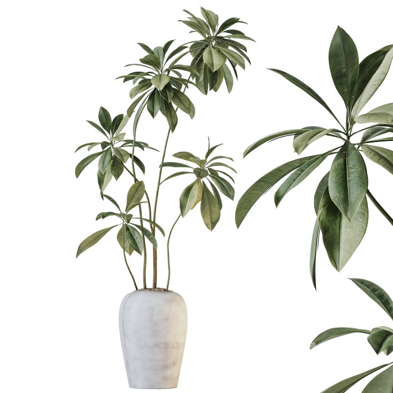 AV Indoor Plants Set 221 Mission Wilsonii and Palm Paradise and Ficus African Fig - Image 2