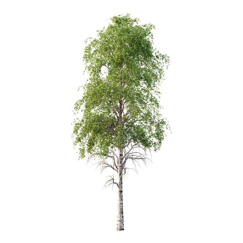 Betula Pendula Tree 09 - Image 5