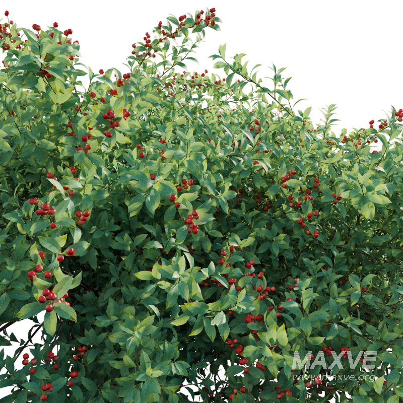 Ilex verticillata – Winterberry 02 - Image 4