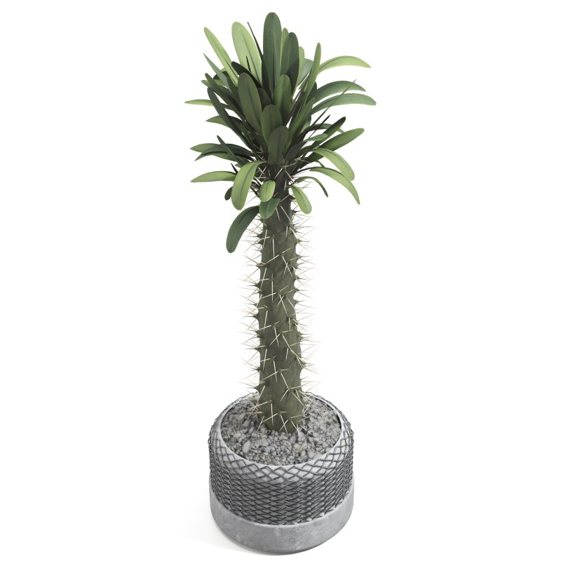 Cactus in a modern pot - Image 2