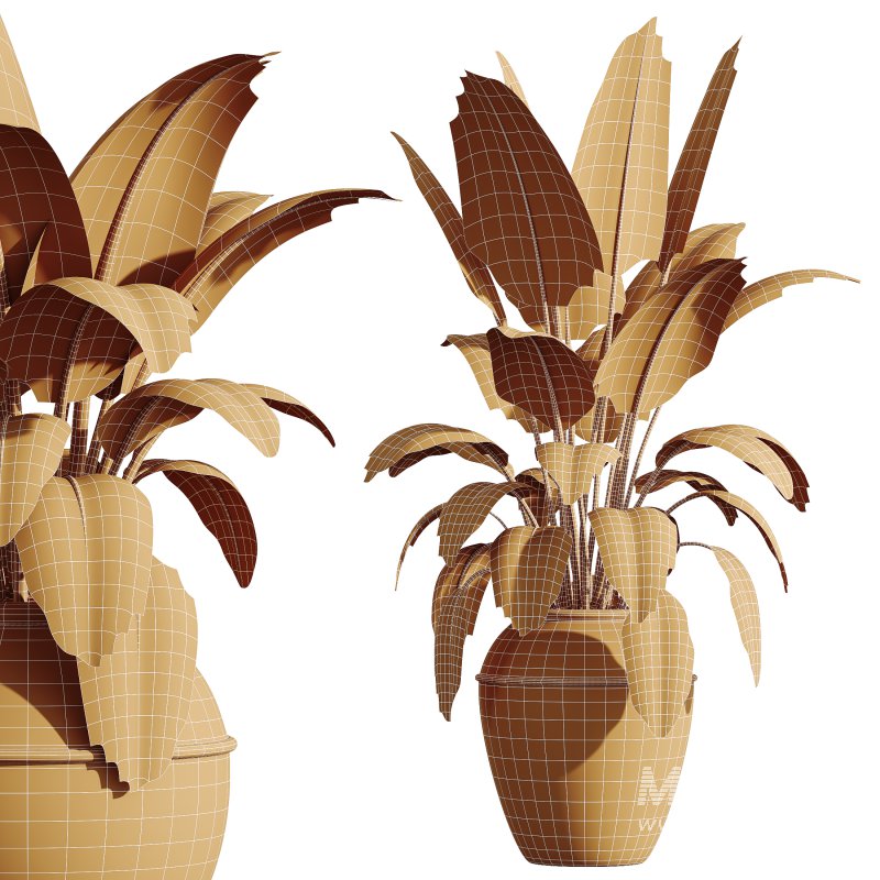 AV HousePlants Ficus Elastica Beliza Tineke Variegated Rubber Plants 3D Model Set - Image 3