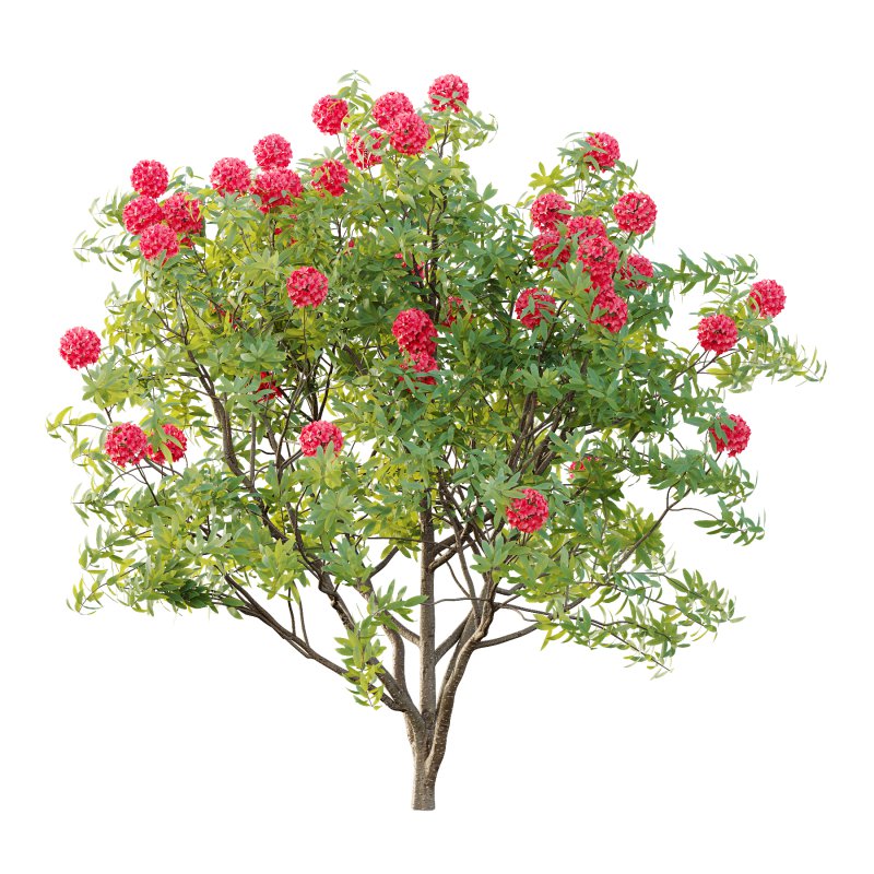 Rhododendron Arboreum Bush 04 - Image 6