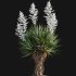 Yucca gloriosa – Mound Lily 02 - Thumbnail 5