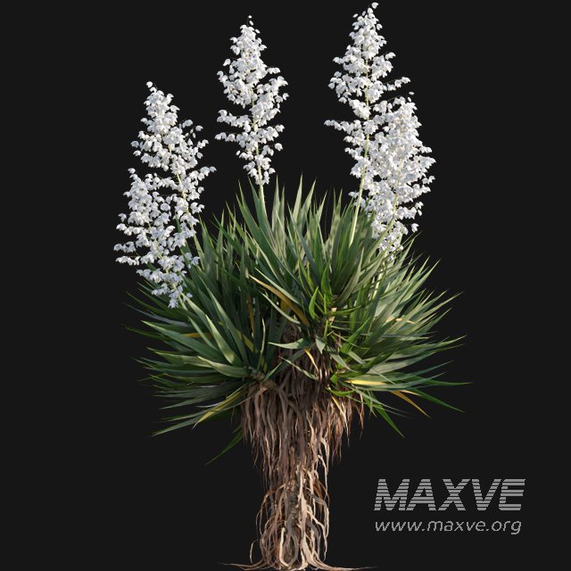 Yucca gloriosa – Mound Lily 02 - Image 5