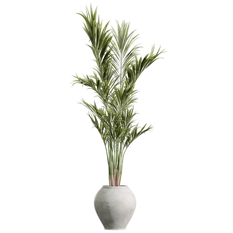 AV Indoor PlantsSet 224 Mission Olive Areca Palm Dracaena Lemon Ficus Melany Cuban Cigar - Image 1