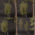 SJ lowpoly pine tree set 01 - Thumbnail 3