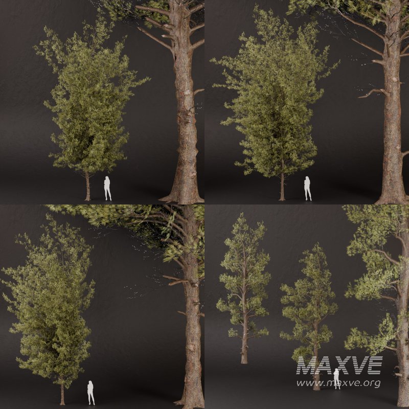 SJ lowpoly pine tree set 01 - Image 3
