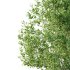 Betula Pendula Tree 05 - Thumbnail 5