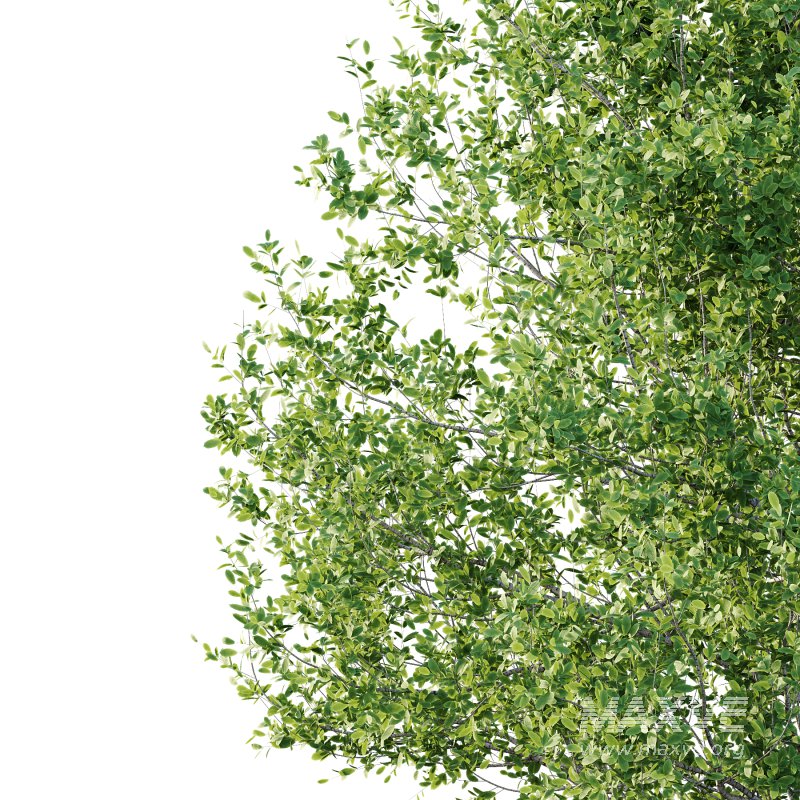 Betula Pendula Tree 05 - Image 5