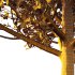 Betula Pendula Tree 06 - Thumbnail 4