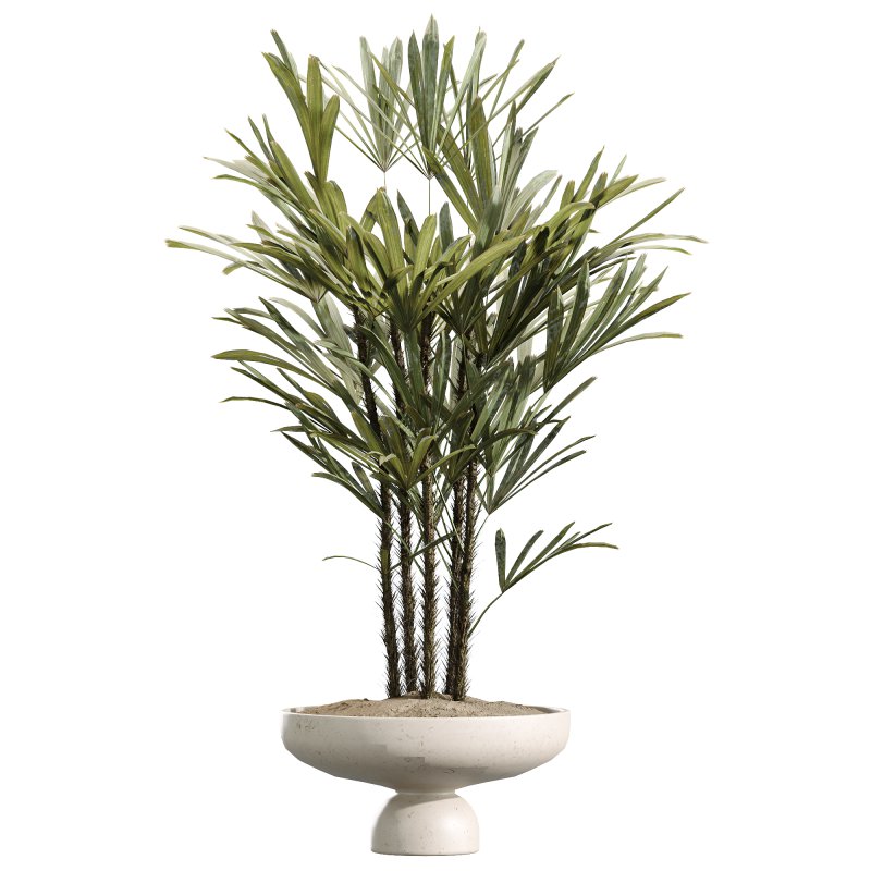 AV Indoor Plant Set 217 Mission Olive ParadiseBird Rhapis Excelsa Lady Palm Ravenala Banana Strelitzia Nicolai - Image 4