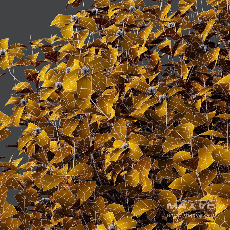 Different bush 05 - Image 4