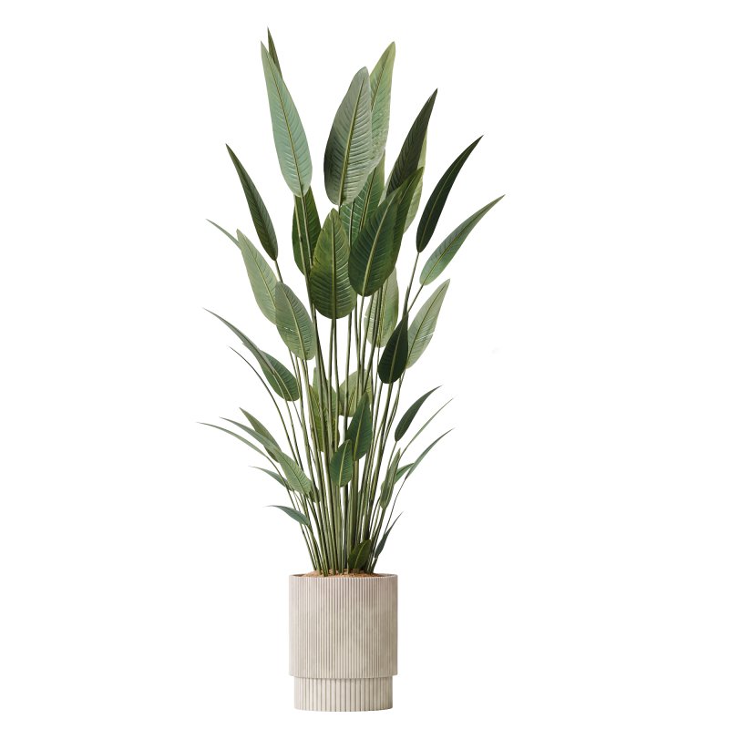 AV Premium Indoor Plants Set 212 Mission Olive ParadiseBird Yucca Areca - Image 2