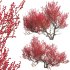 Ilex verticillata – Winterberry 03 - Thumbnail 1