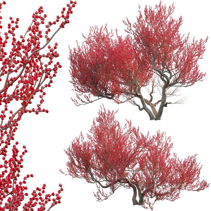 Ilex verticillata – Winterberry 03 - Image 1