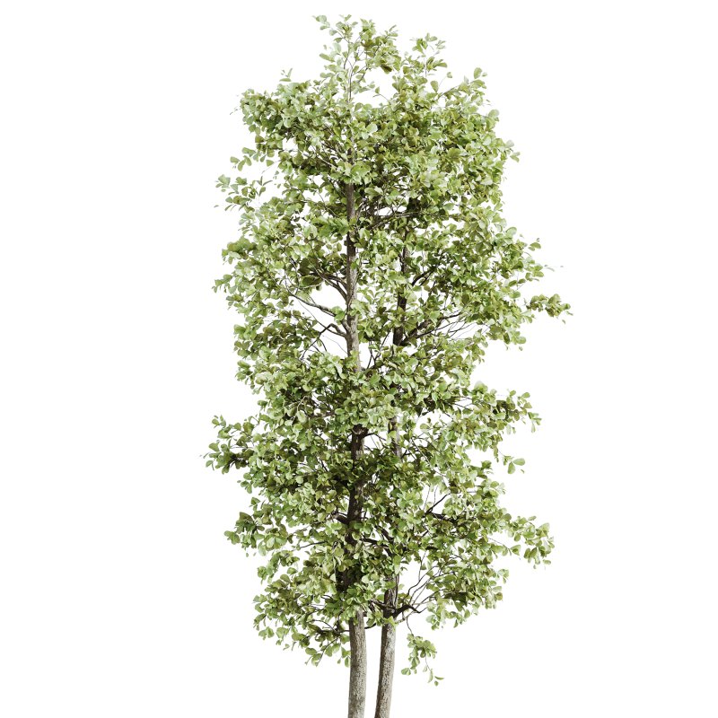 AV Indoor Plants Set 229 Wilsonii Olive and China Orange Tree and Bird Of Paradise and Peace Lily - Image 4