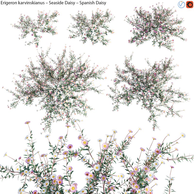 Erigeron karvinskianus – Seaside Daisy – Spanish Daisy -01 - Image 1
