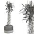 Cactus in a modern pot - Thumbnail 4