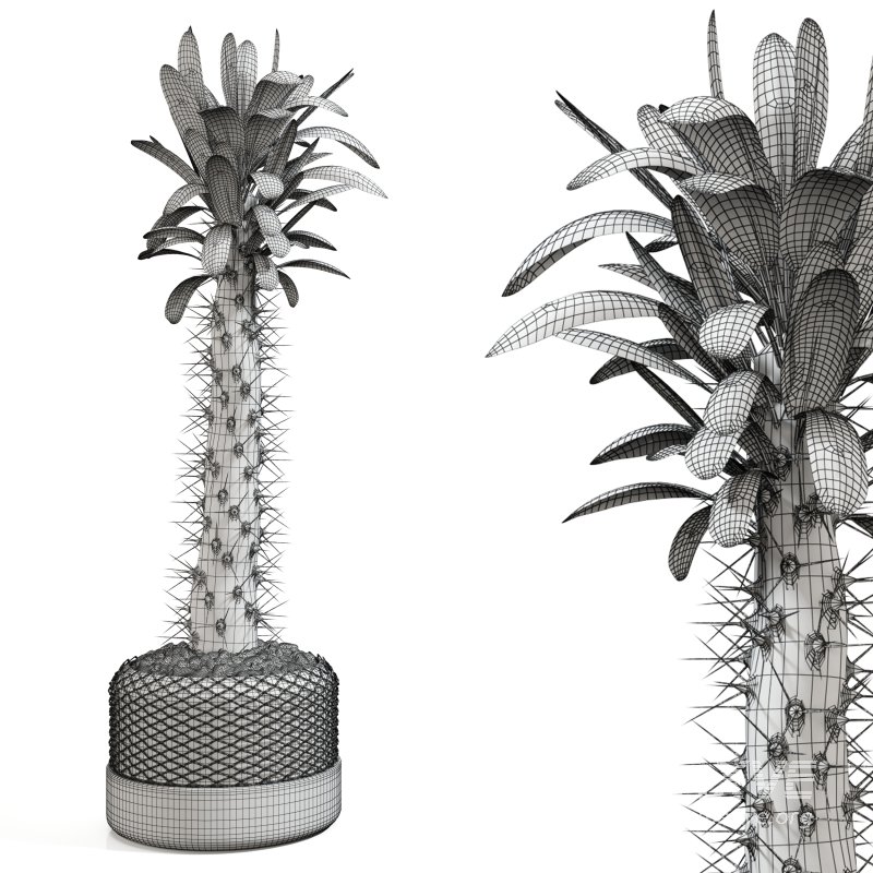 Cactus in a modern pot - Image 4