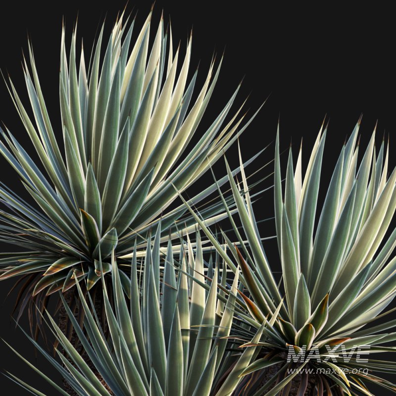 Agave Angustifolia – Caribbean Agave – 01 - Image 2