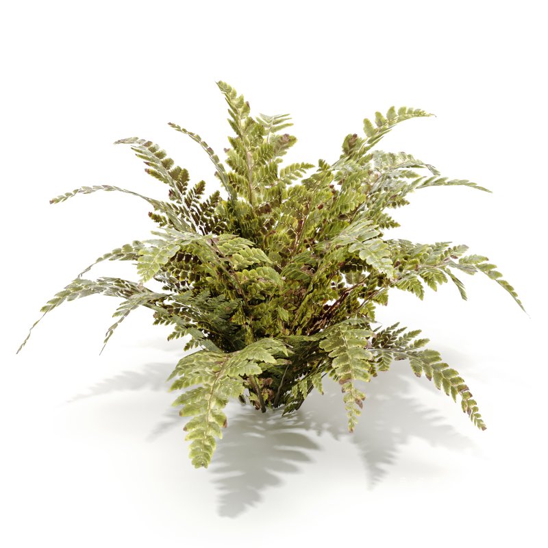 Tropical Crocodile Fern Decorative Bush - Image 4