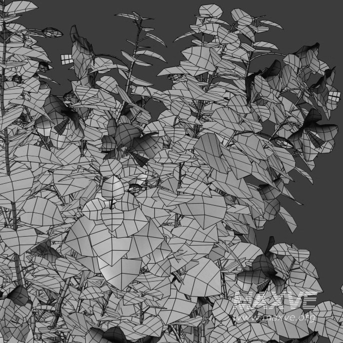 Chinese hibiscus – Hibiscus rosa-sinensis – 04 - Image 4