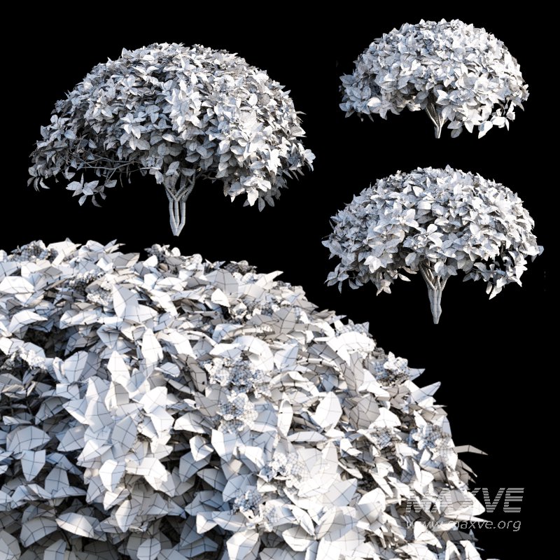 Tabernaemontana divaricata – Crape jasmine – 04 - Image 3