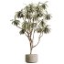 AV Indoor Plants Set 233 Olive Wilsonii and Mission Chemlali Olive and Ficus African Fig and Ficus Benjamina - Thumbnail 2