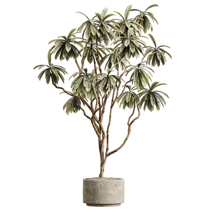 AV Indoor Plants Set 233 Olive Wilsonii and Mission Chemlali Olive and Ficus African Fig and Ficus Benjamina - Image 2