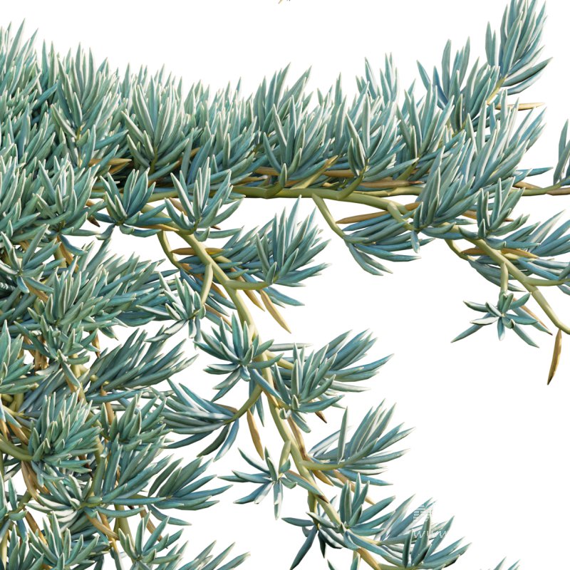 Senecio Mandraliscae – Blue Chalksticks – 02 - Image 2