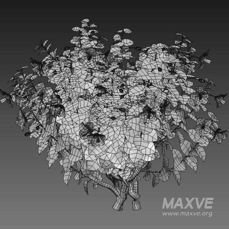 Chinese hibiscus – Hibiscus rosa-sinensis – 02 - Image 4