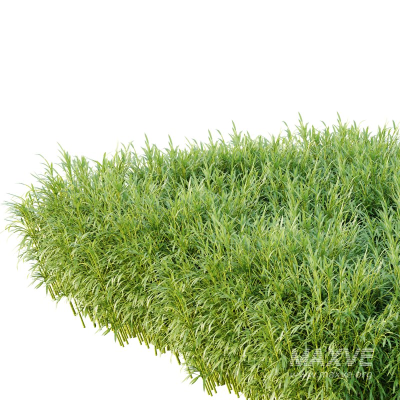 Bamboo Bambusoideae Bush 01 - Image 3