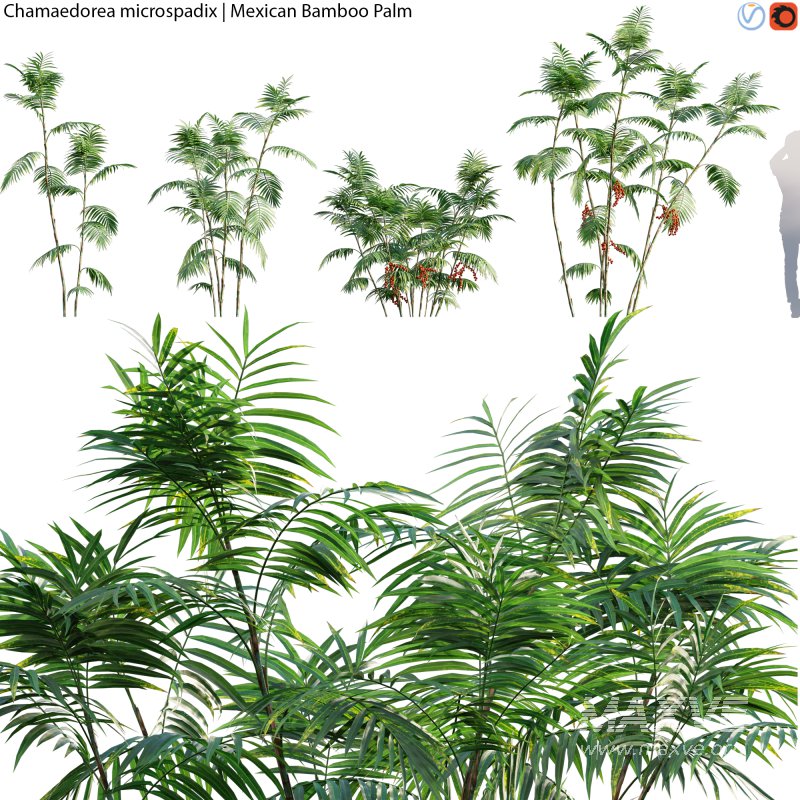 Chamaedorea microspadix – Mexican Bamboo Palm – 01 - Image 1