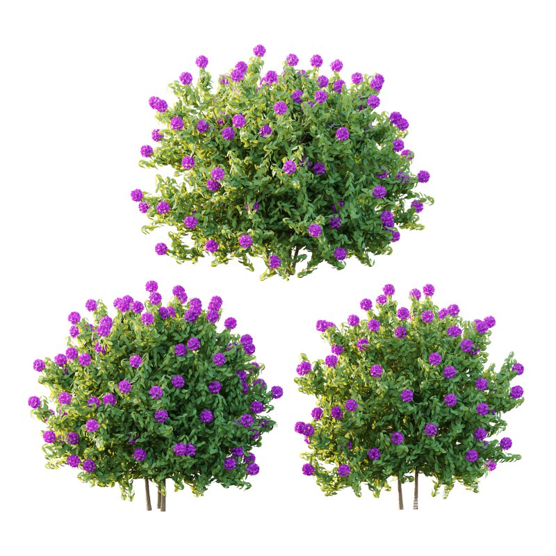 Rhododendron Arboreum Bush 01 - Image 3