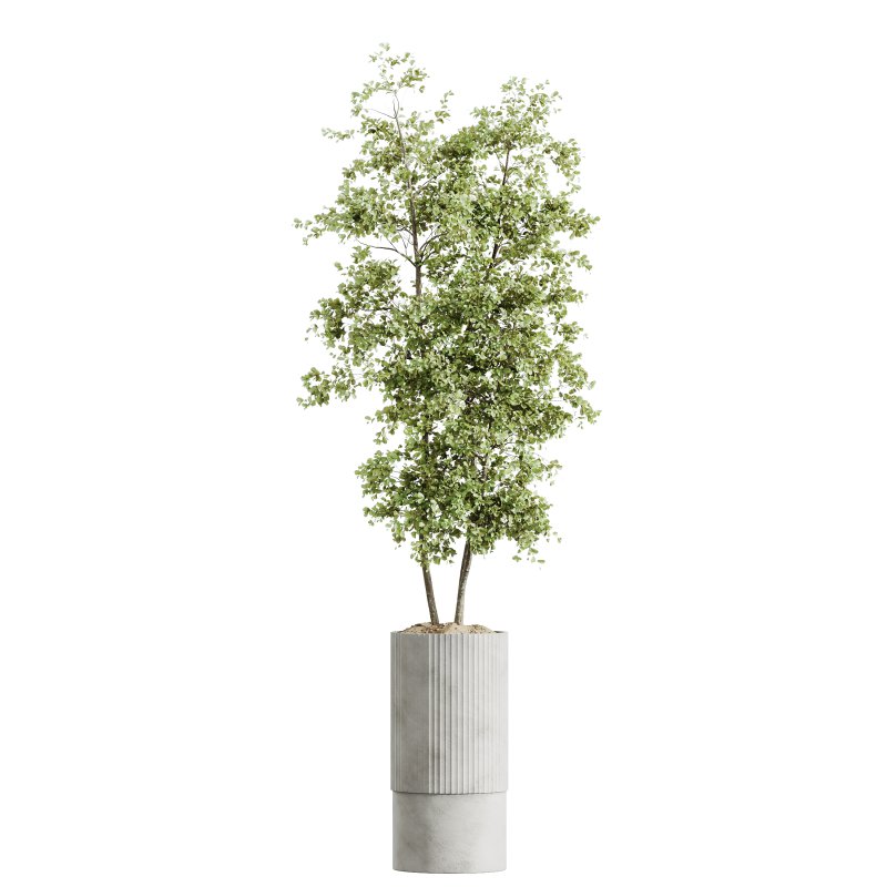 AV Indoor Plants Set 220 Hazel Erle and Aloe Vera and Mission Olive and Spineless Palm - Image 1