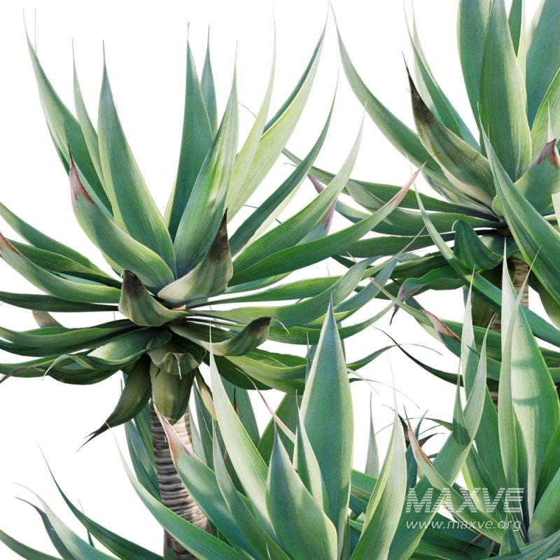 Agave attenuata – Fox tailail – 01 - Image 2