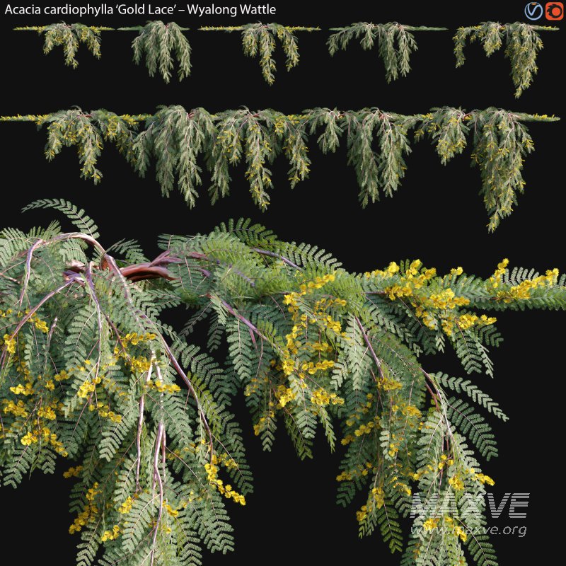 Acacia cardiophylla Gold Lace – Wyalong Wattle – 02 - Image 1