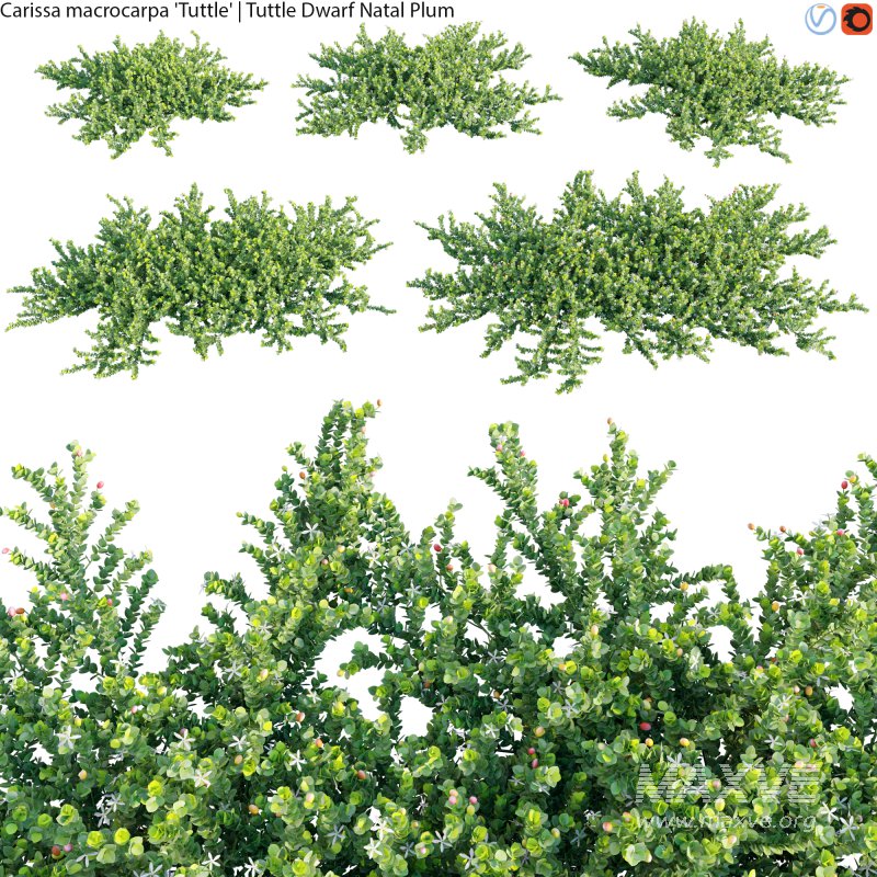 Carissa macrocarpa – Tuttle Dwarf Natal Plum – 01 - Image 1