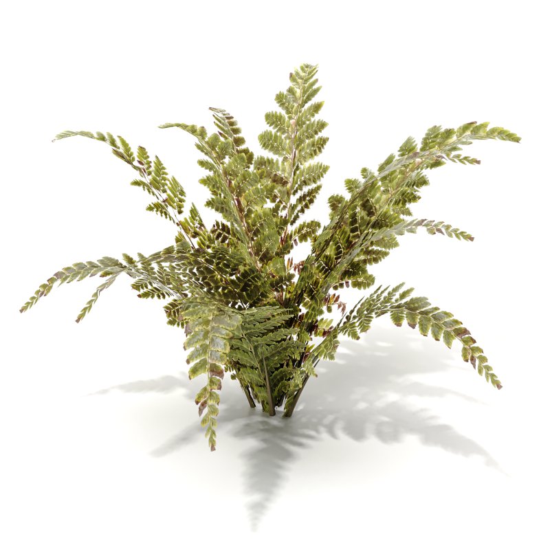 Tropical Crocodile Fern Decorative Bush - Image 6