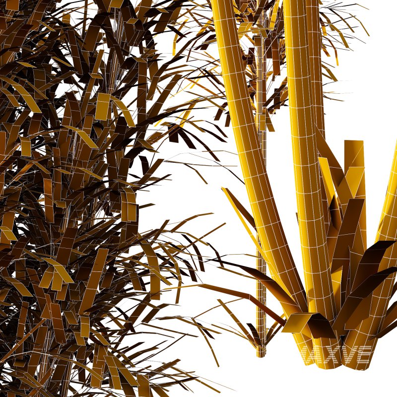 Bamboo Bambusoideae Bush 02 - Image 7