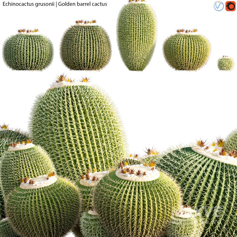 Echinocactus grusonii – Golden barrel cactus – 01 - Image 2